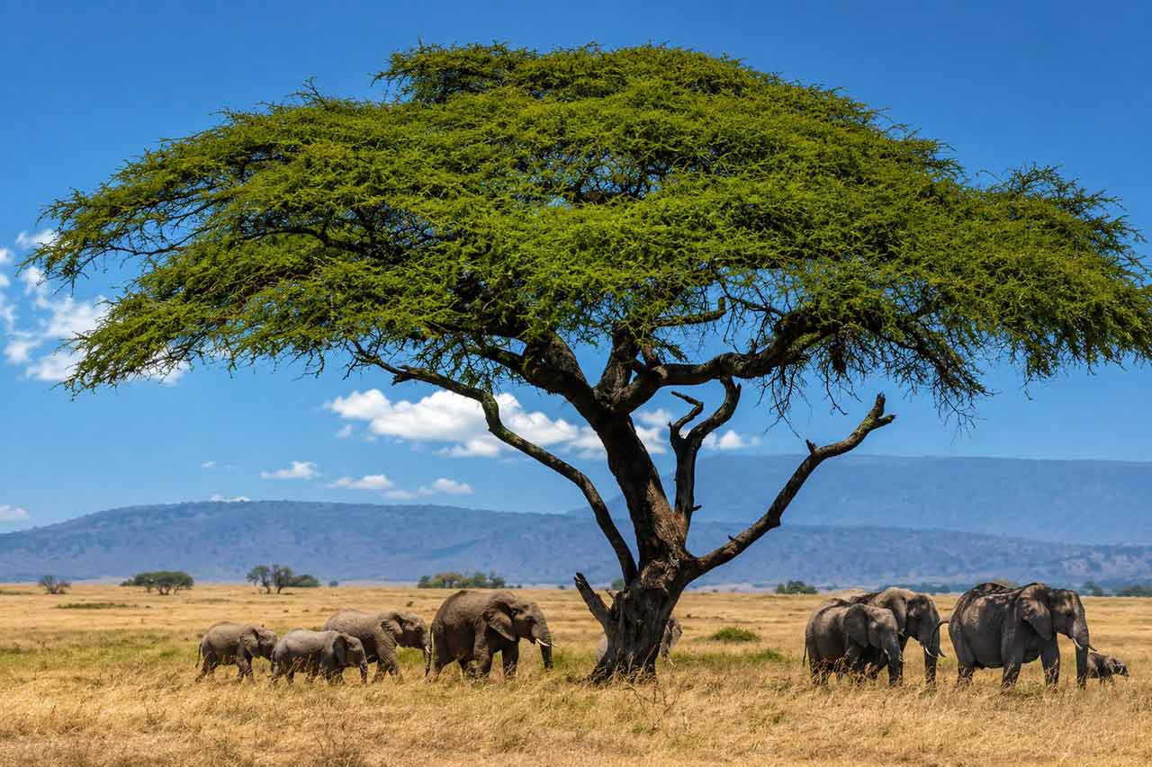Sloni pod stromem v africké savaně
